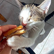 Praline participe au concours pour gagner de l'argent avec cette photo : cat, sandwich, hand, paw, tile_floor, blanket, bear_print, indoor, closeup, pet, whiskers, feline, food, curious, natural_light, human, cozy, white_cat, tabby_cat, sniffing