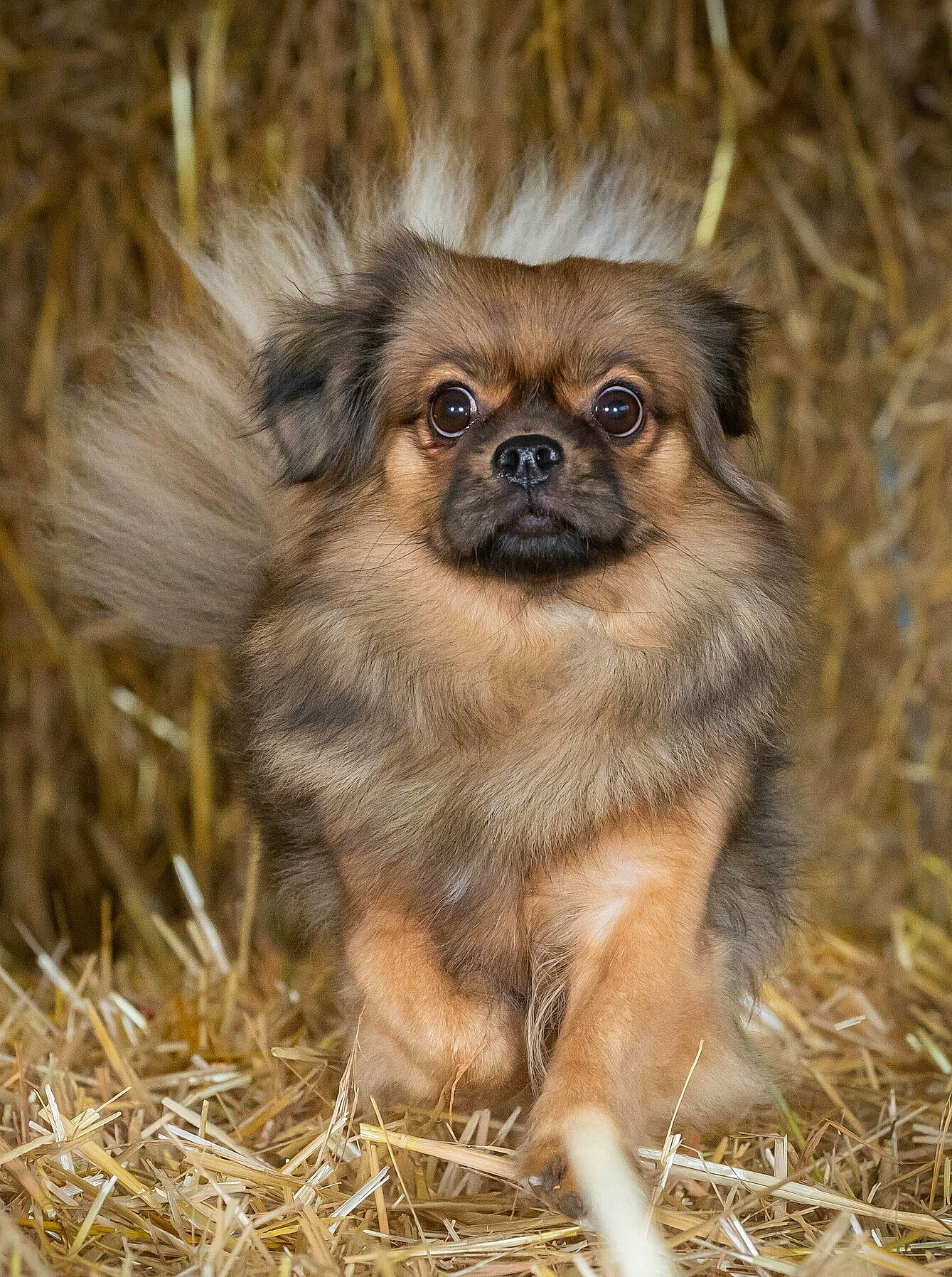 Liu participe au concours pour gagner de l'argent avec cette photo : canidae, carnivore, companion_dog, dog, dog_breed, eye, fawn, fur, grass, iris, liver, primate, snout, soil, sporting_group, terrestrial_animal, toy_dog, vertebrate, whiskers, wildlife
