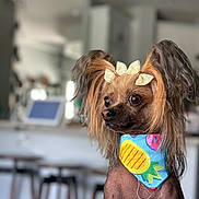 Penny Mini is registered to the contest to win money with this photo: dog, small_dog, ears, bows, bandana, pineapple_pattern, indoor, kitchen, blurred_background, pet, animal, cute, hair, brown, portrait, sitting, close_up, expression, eyes, adorable