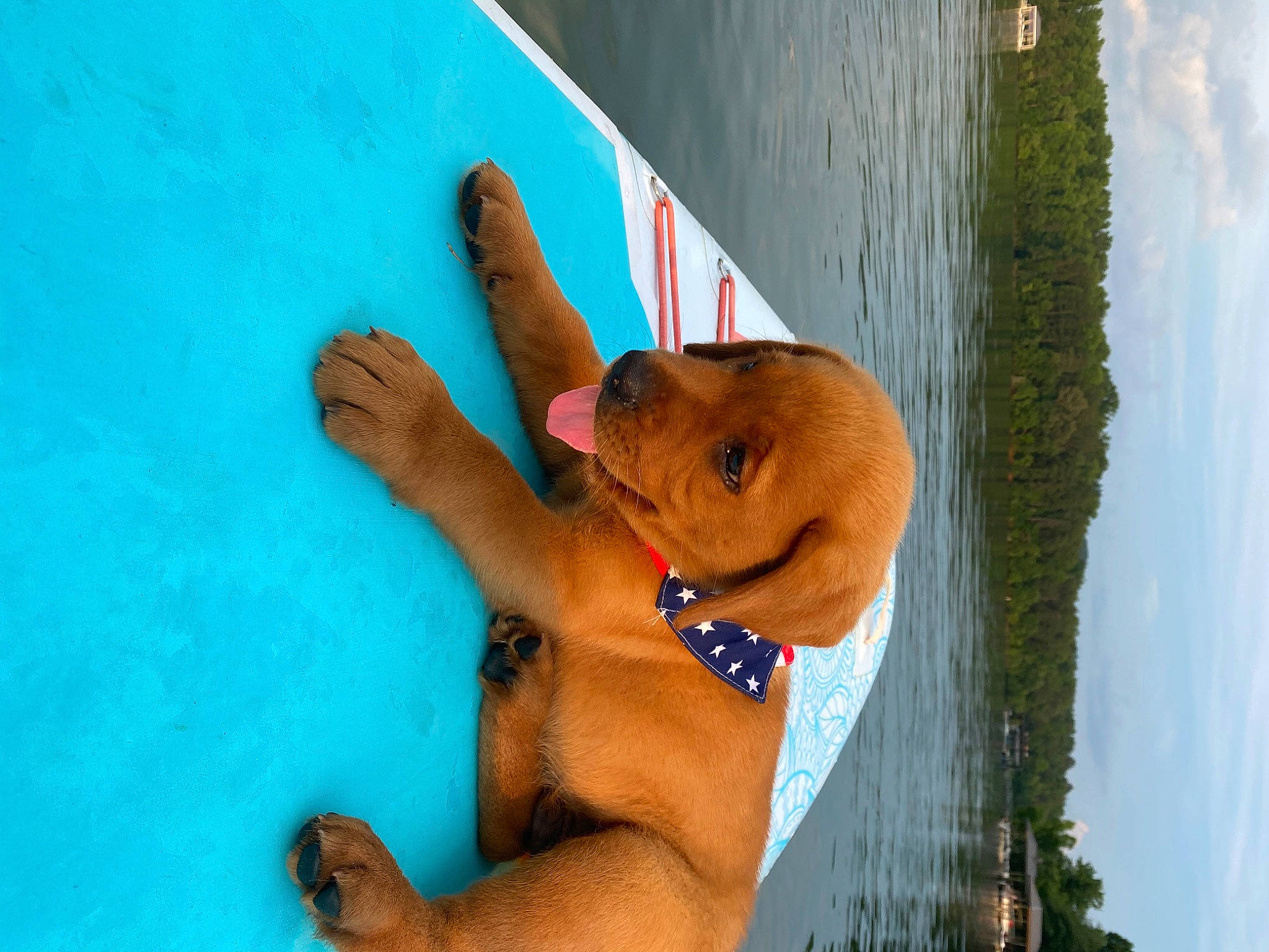 Fred joined the competition — help win amazing prizes! blue, canidae, carnivore, child, dog, fawn, leisure, sporting_group, vacation, vizsla