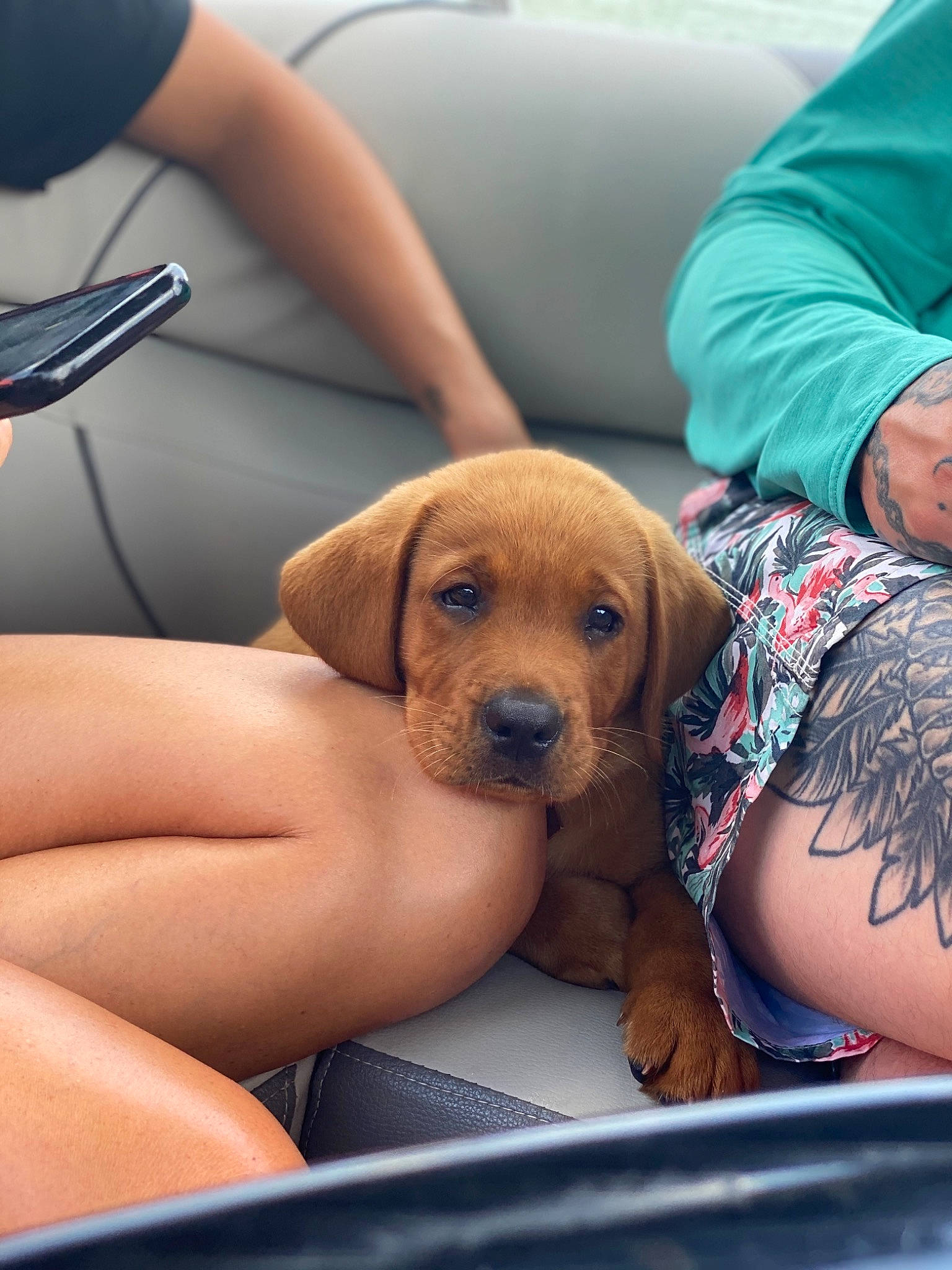 Fred is registered to the contest to win money with this photo: broholmer, canidae, car, carnivore, companion_dog, dog, dog_breed, fawn, hound, mammal, puppy, puppy_love, rare_breed_dog, rhodesian_ridgeback, snout, sporting_group, vacation, vehicle