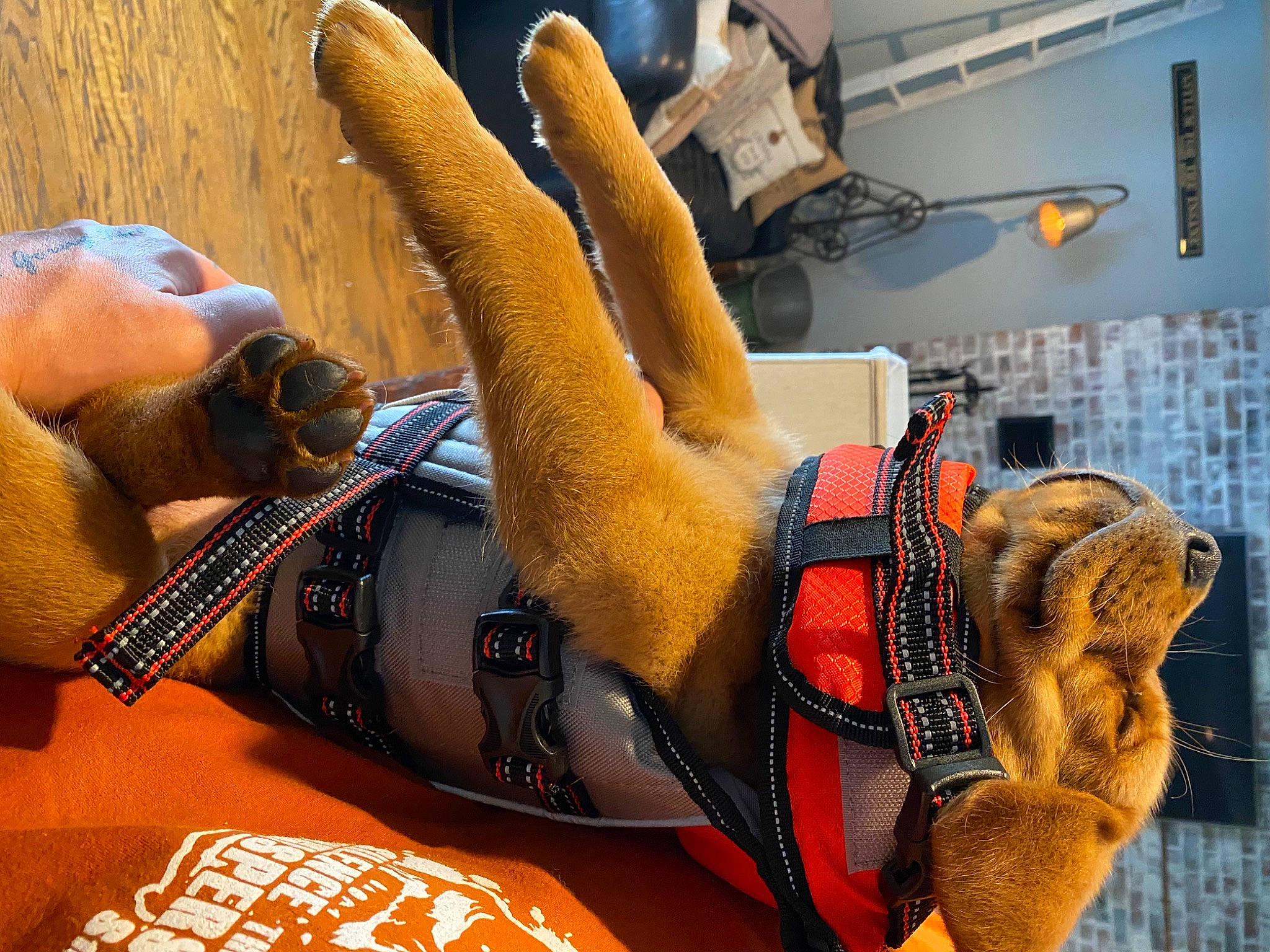 Fred joined the competition — help win amazing prizes! canidae, claw, fawn, fur, hand, orange, paw, snout