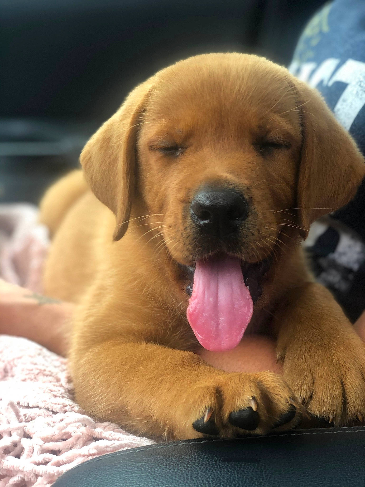 Fred is registered to the contest to win money with this photo: beagador, broholmer, canidae, carnivore, companion_dog, dog, dog_breed, fawn, labrador_retriever, mammal, puppy, puppy_love, retriever, rhodesian_ridgeback, snout, sporting_group, vertebrate, whiskers