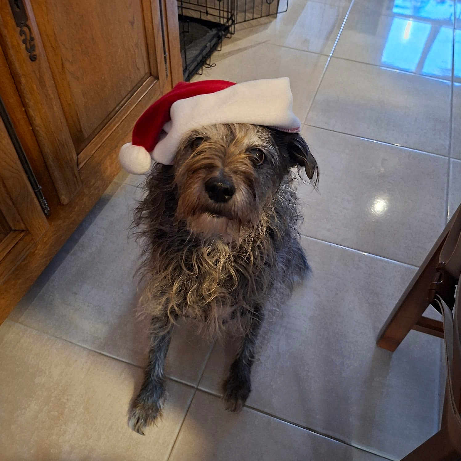 Vona a rejoint le concours — aidez-le/la à gagner de superbes lots ! dog, santa_hat, tile_floor, wooden_cabinet, indoor, pet, holiday, christmas, fur, curious, seated, looking_up, canine, domestic_animal, floor, chair, home, animal, cute, portrait