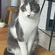 Uno a rejoint le concours — aidez-le/la à gagner de superbes lots ! cat, gray_and_white, sitting, table, indoor, green_eyes, plant, wooden_table, fur, pet, animal, feline, whiskers, ears, tail, floor, chair, cushion, home, quiet