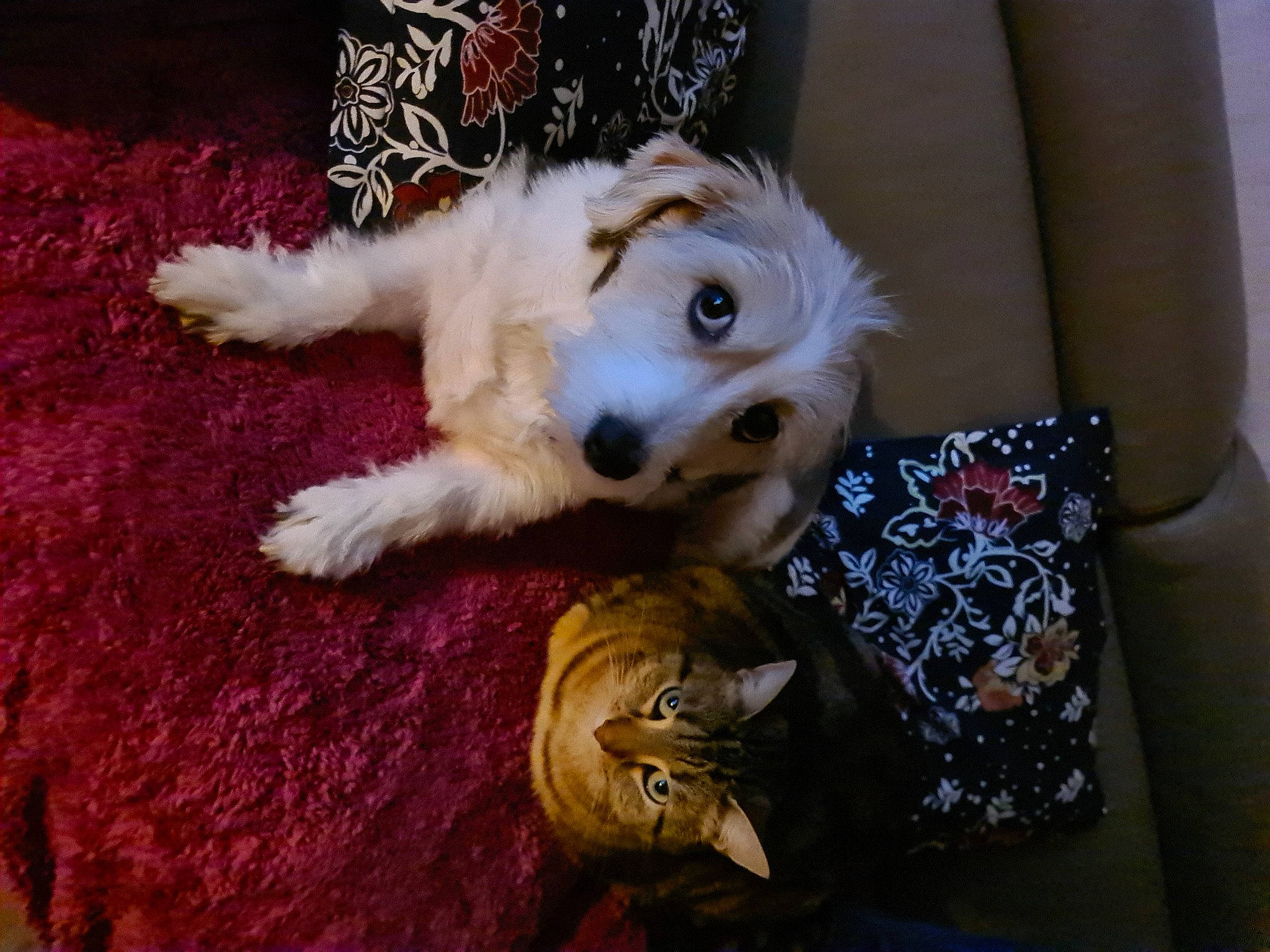 Lilou participe au concours pour gagner de l'argent avec cette photo : ball, canidae, carnivore, cat, comfort, companion_dog, couch, dog_breed, fawn, felidae, fur, paw, small_to_medium_sized_cats, snout, sporting_group, tail, toy, toy_dog, whiskers, wood