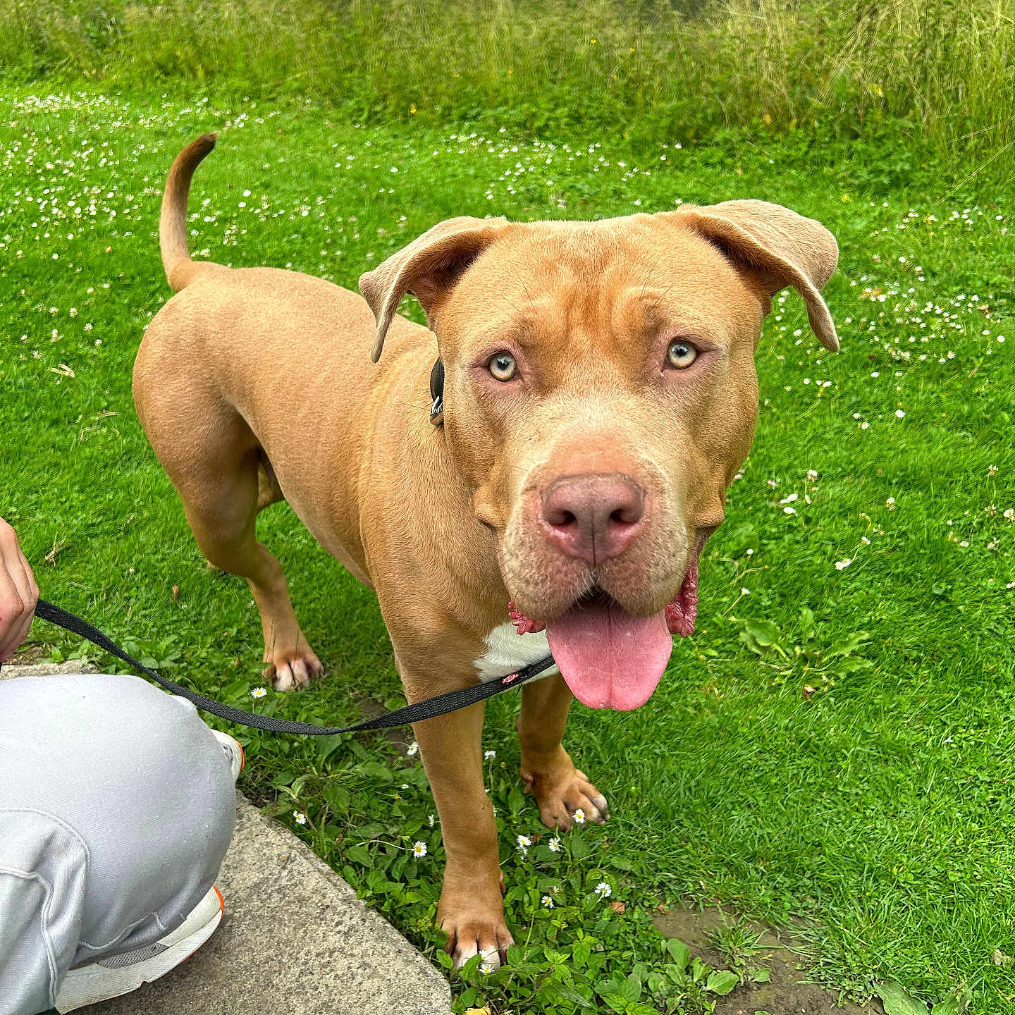 Laika participe au concours pour gagner de l'argent avec cette photo : animal, canine, closeup, concrete, daytime, dog, grass, greenery, happy, leash, nature, outdoor, pant, park, person, pet, sneaker, summer, tongue, walking