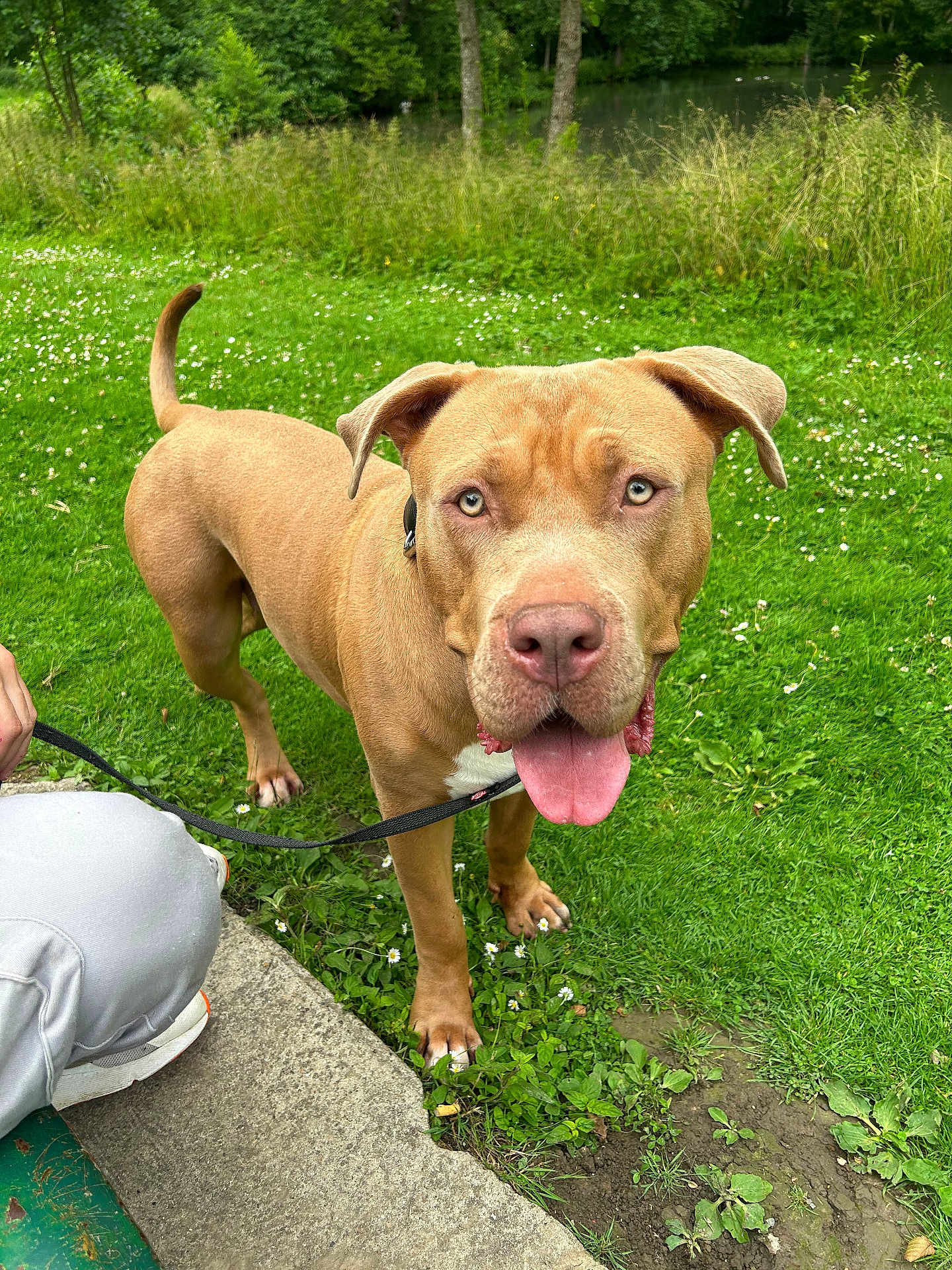 Laika participe au concours pour gagner de l'argent avec cette photo : dog, leash, grass, outdoor, greenery, person, concrete, pant, sneaker, tongue, animal, pet, canine, nature, summer, daytime, happy, closeup, park, walking