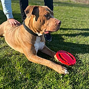 Laika participe au concours pour gagner de l'argent avec cette photo : dog, grass, frisbee, outdoor, pet, collar, person, hand, playing, sunlight, brown_dog, paw, toy, casual_clothing, greenery, daylight, animal, leisure, companionship, nature