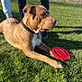 dog, grass, frisbee, outdoor, pet, collar, person, hand, playing, sunlight, brown_dog, paw, toy, casual_clothing, greenery, daylight, animal, leisure, companionship, nature