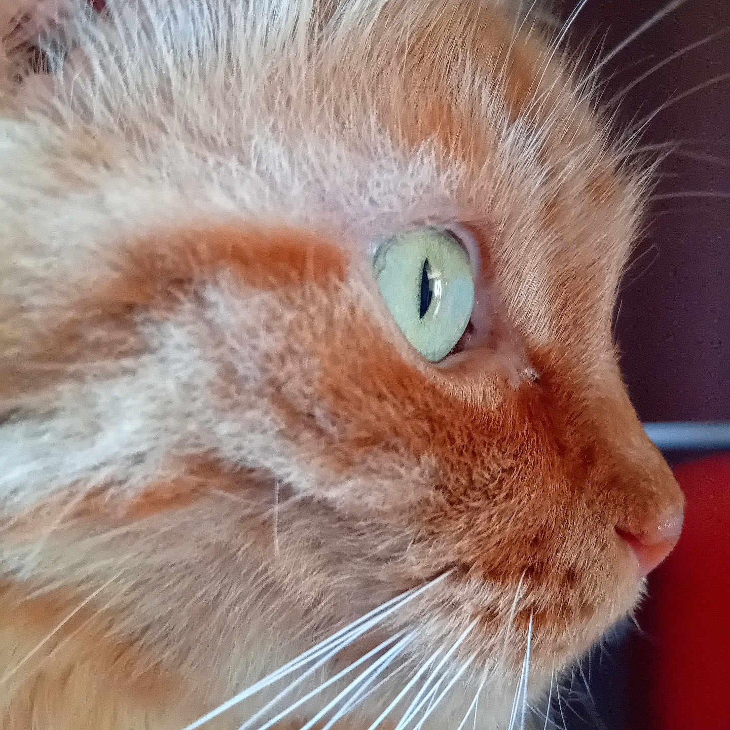 Willow