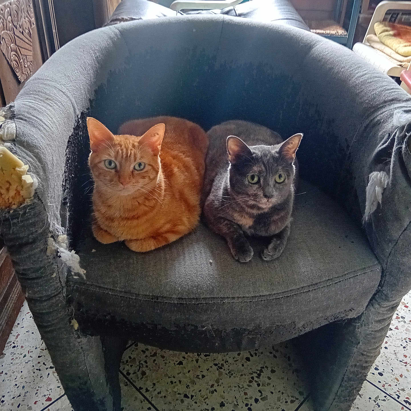Thelma Mendy participe au concours pour gagner de l'argent avec cette photo : abyssinian, animal, architecture, armchair, building, cat, chair, couch, cushion, furniture, hardwood, homedecor, indoors, kitten, livingroom, manx, pet, room, wood