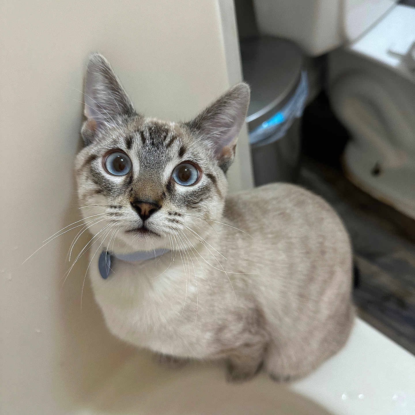Figaro
