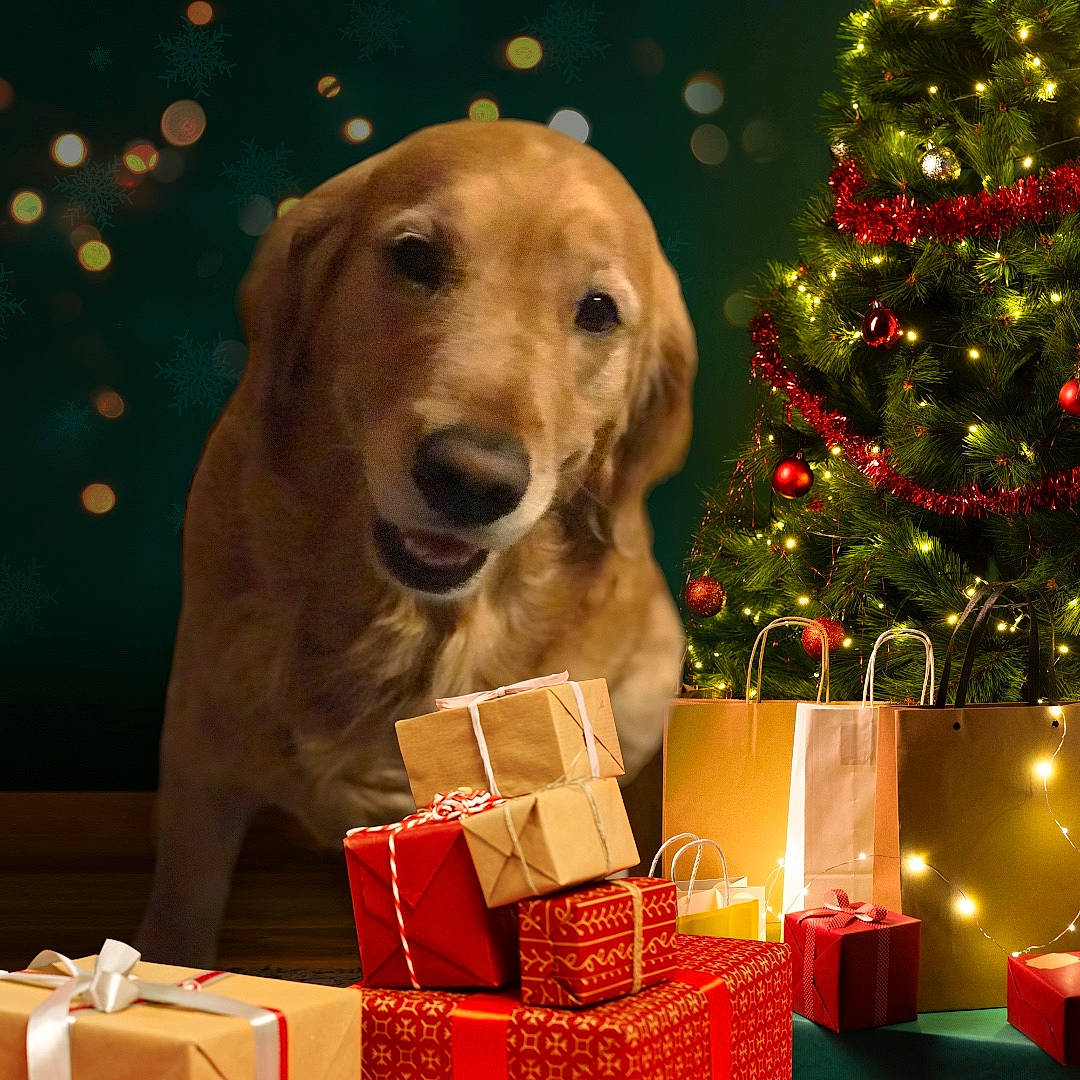 Sassy joined the competition — help win amazing prizes! canidae, carnivore, christmas_decoration, christmas_ornament, christmas_tree, companion_dog, dog, dog_breed, dog_supply, event, fawn, happy, holiday, holiday_ornament, mammal, ornament, plant, smile, snout, sporting_group