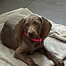 puppy, dog, brown_dog, pet, indoor, blanket, floor, tile_floor, collar, pink_collar, cute, young_dog, lying_down, canine, animal, domestic_animal, ears, fur, resting, relaxed