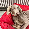 dog, gray_dog, pet, canine, red_cushion, indoor, radiator, relaxed, portrait, fur, ears, paw, nose, looking, resting, comfortable, floor, home, animal, cozy
