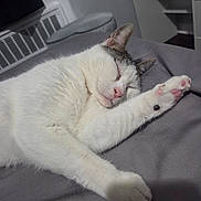 Black joined the competition — help win amazing prizes! animal, bed, cat, cozy, cute, domestic_cat, feline, fur, gray_bedspread, indoor, napping, paw, pet, pink_nose, relaxed, resting, sleeping, stretching, whiskers, white_cat
