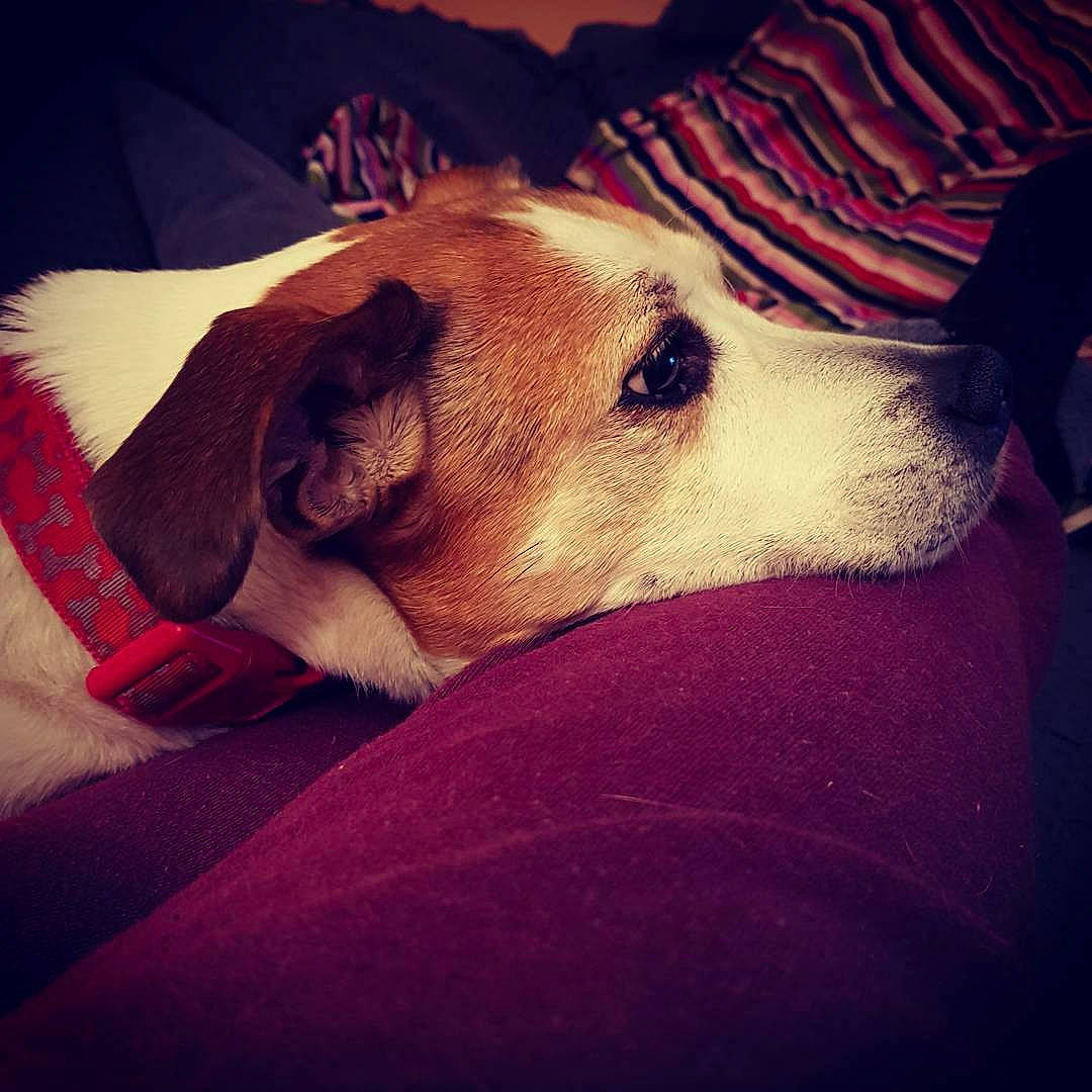 Patch is registered to the contest to win money with this photo: canidae, carnivore, cloud, companion_dog, danish_swedish_farmdog, dog, dog_breed, ear, fawn, jack_russell_terrier, love, nap, night, nose, puppy, puppy_love, russell_terrier, sky, snout