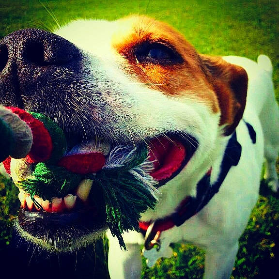 Patch joined the competition — help win amazing prizes! beagle, canidae, carnivore, companion_dog, danish_swedish_farmdog, dog, dog_breed, harrier, jack_russell_terrier, love, mammal, mouth, nose, puppy, puppy_love, rat_terrier, russell_terrier, snout, tongue, whiskers