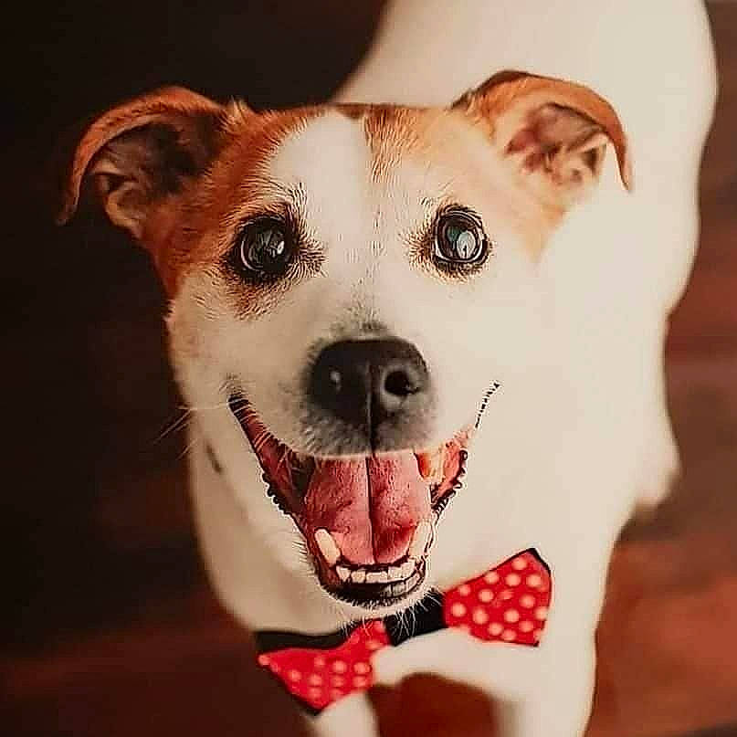 Patch joined the competition — help win amazing prizes! bow_tie, canidae, carnivore, companion_dog, dog, dog_breed, ear, eye, fashion_accessory, fawn, jack_russell_terrier, love, nose, puppy, rare_breed_dog, russell_terrier, snout, sporting_group, tie