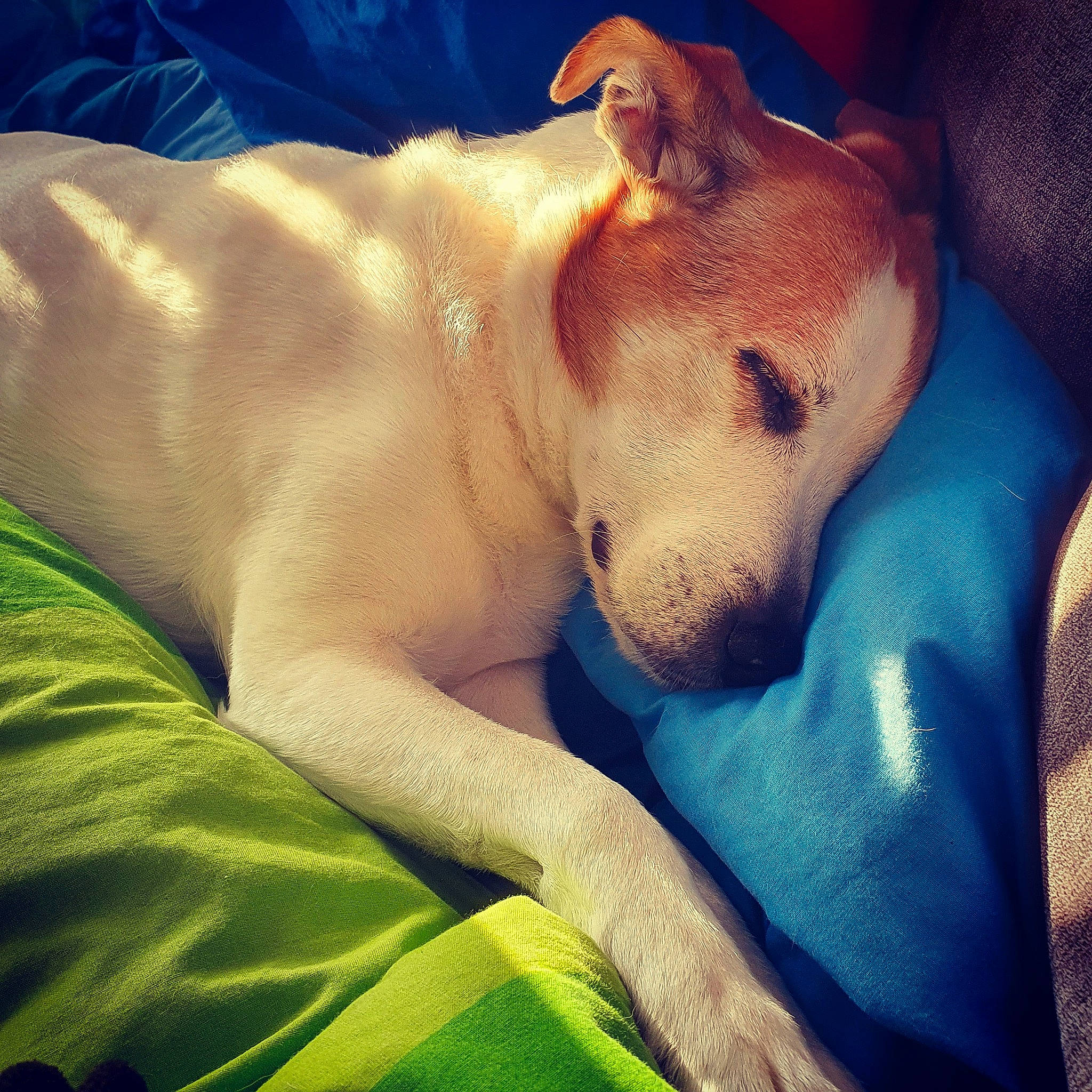 Patch joined the competition — help win amazing prizes! canidae, carnivore, dog, dog_breed, fawn, mammal, nap, non_sporting_group, potcake_dog, puppy_love, snout, sporting_group, vertebrate