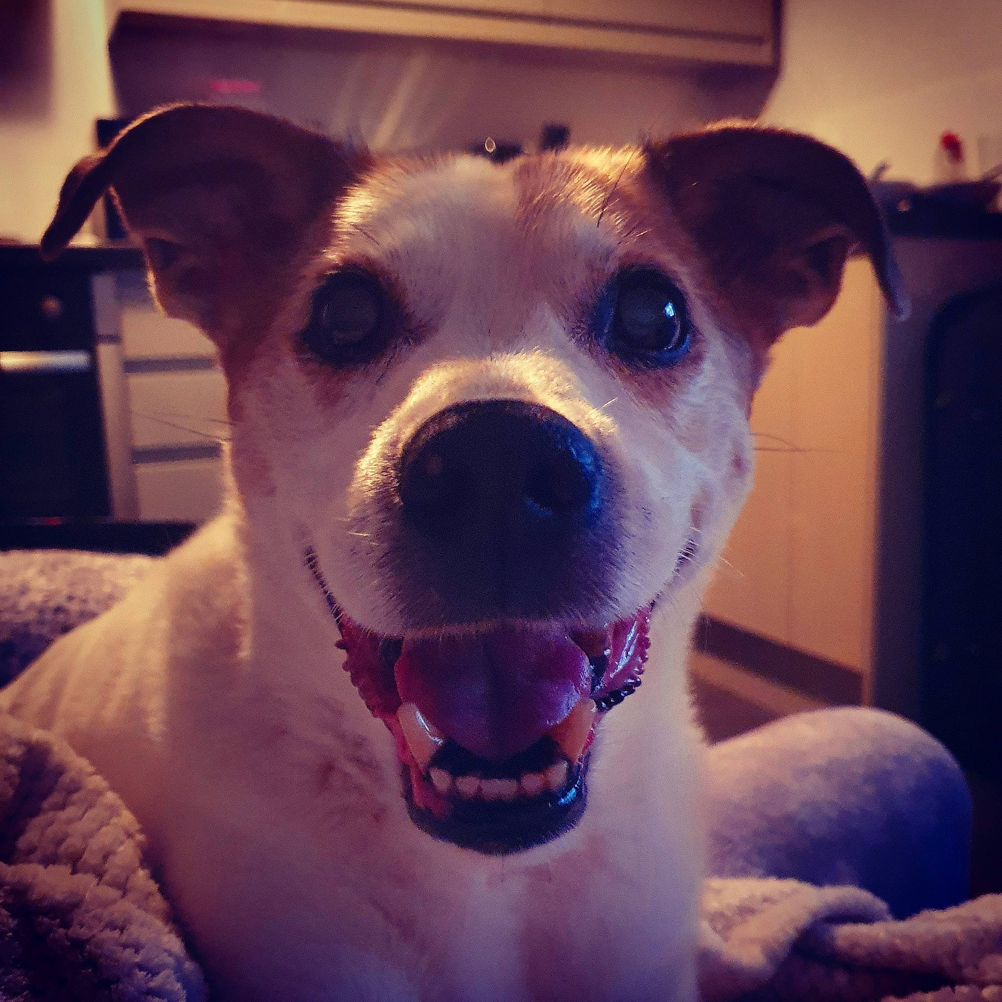 Patch joined the competition — help win amazing prizes! canidae, carnivore, dog, dog_breed, ear, eye, fawn, head, jaw, mammal, non_sporting_group, nose, puppy_love, snout, whiskers