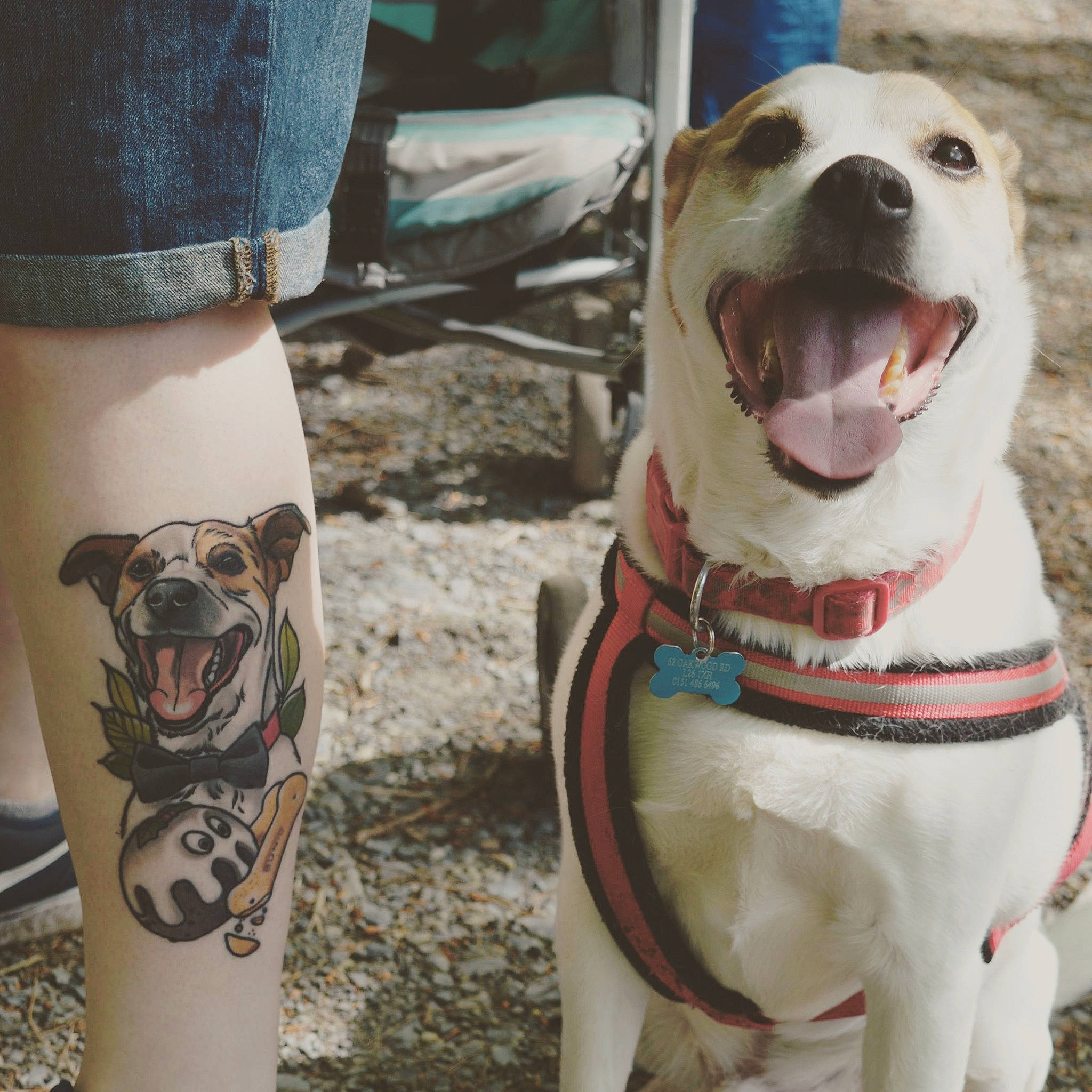 Patch is registered to the contest to win money with this photo: american_bulldog, american_pit_bull_terrier, american_staffordshire_terrier, canidae, carnivore, collar, dog, dog_breed, dog_collar, fawn, leash, non_sporting_group, pit_bull, snout, sporting_group