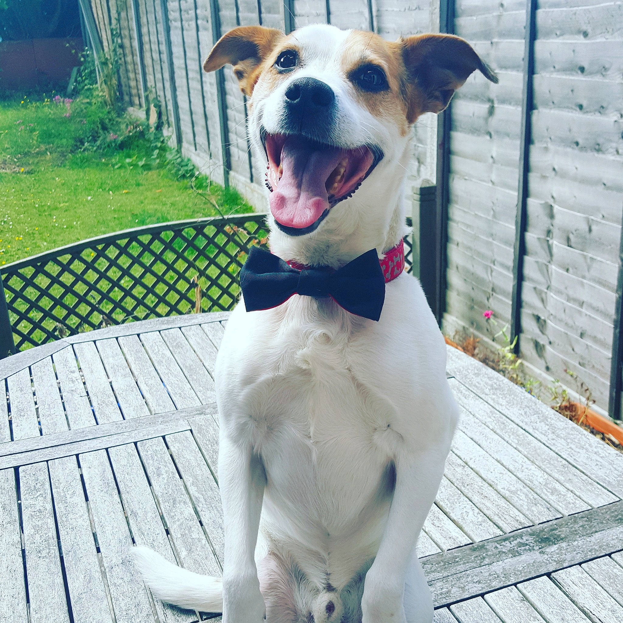 Patch is registered to the contest to win money with this photo: canidae, carnivore, collar, companion_dog, dog, dog_breed, dog_collar, feist, jack_russell_terrier, mammal, rare_breed_dog, russell_terrier, snout, sporting_group, vertebrate