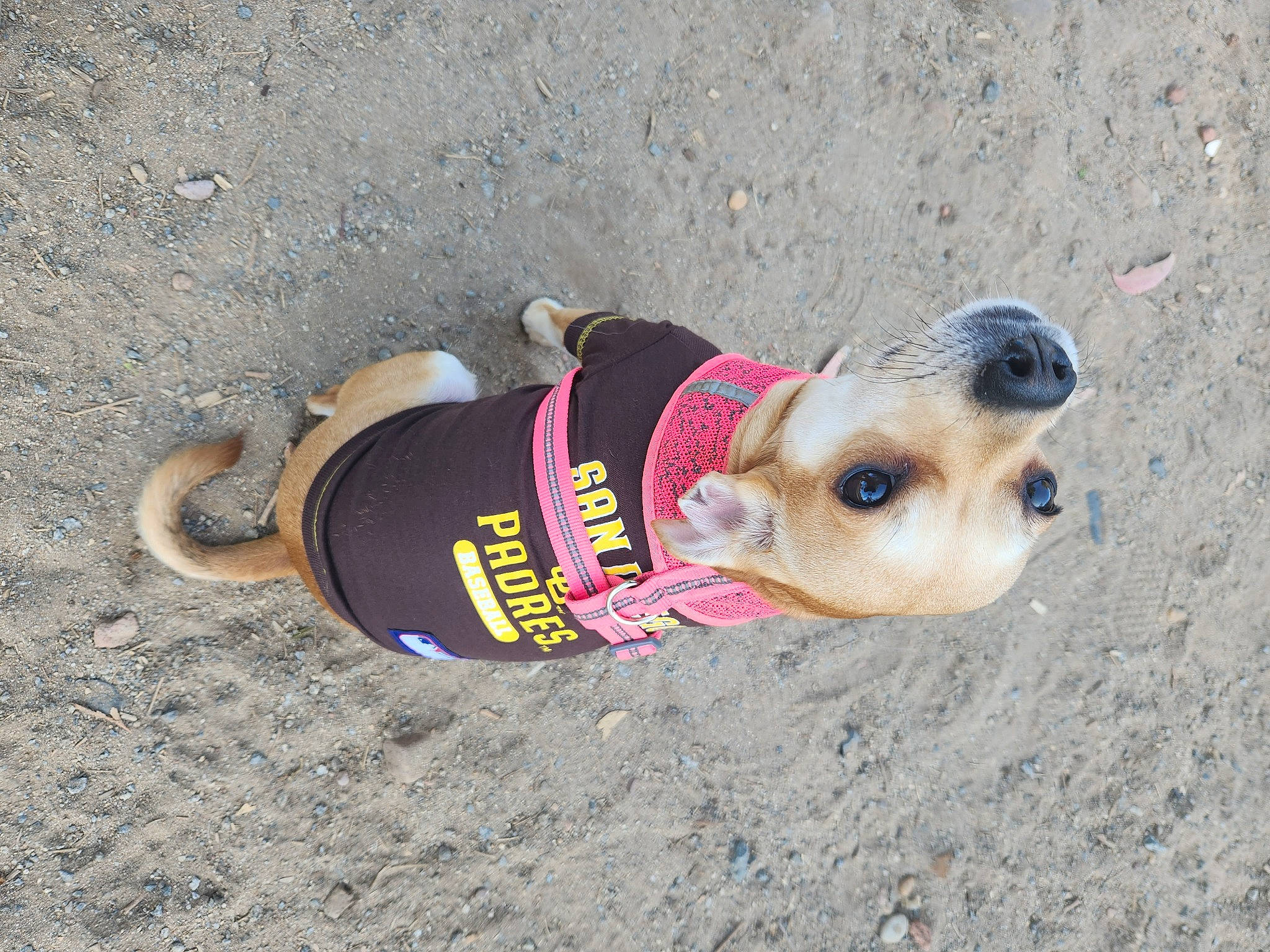 Maple joined the competition — help win amazing prizes! adventure, beach, canidae, carnivore, collar, companion_dog, dog, dog_breed, dog_clothes, dog_collar, dog_supply, fashion_accessory, fawn, leash, pet_supply, rampur_greyhound, snout, sporting_group, terrestrial_animal, working_animal