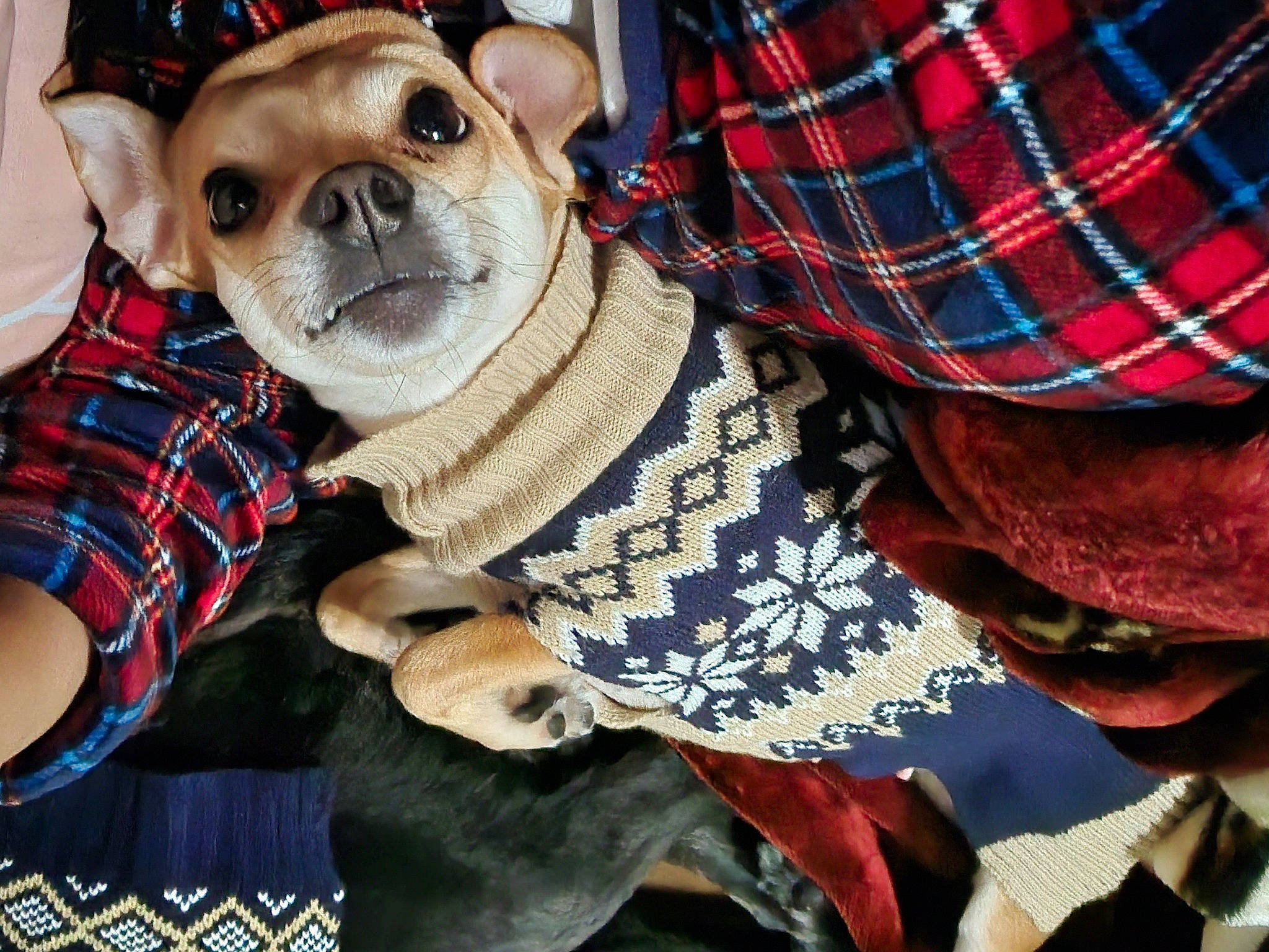 Maple is registered to the contest to win money with this photo: carnivore, collar, comfort, companion_dog, dog, dog_breed, dog_clothes, dog_supply, eyewear, fawn, hat, mammal, pattern, plaid, sleeve, sunglasses, tartan, toy_dog, vertebrate, working_animal