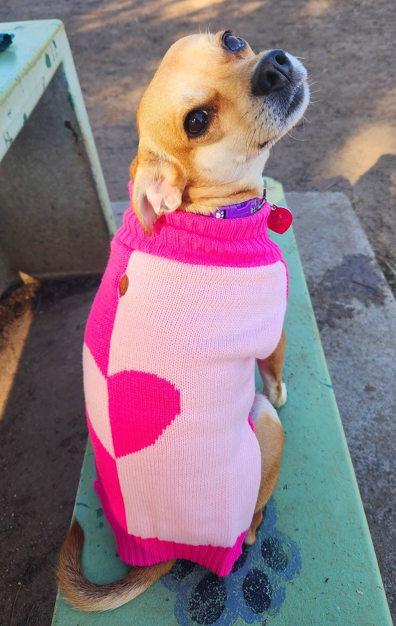 Maple is registered to the contest to win money with this photo: baby_products, canidae, carnivore, collar, companion_dog, dog, dog_breed, dog_clothes, dog_collar, dog_supply, fawn, leash, pet_supply, pink, plush, sleeve, snout, sporting_group, stuffed_toy, working_animal