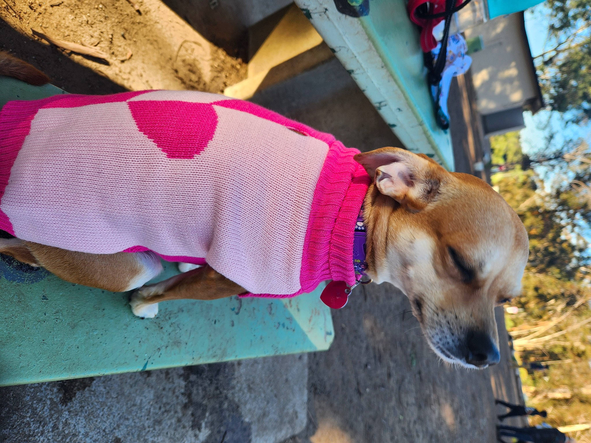 Maple joined the competition — help win amazing prizes! canidae, carnivore, collar, companion_dog, dog, dog_breed, dog_clothes, dog_collar, dog_supply, fashion_accessory, fawn, fur, human_leg, leash, magenta, pet_supply, snout, sporting_group, t_shirt, thigh