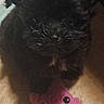 animal, black_dog, companion, cute, domestic_animal, floor, furry, fuzzy, indoor, paw, pet, pet_toy, pink_toy, playful, puppy, shadow, small_dog, smiling_toy, toy, young_dog