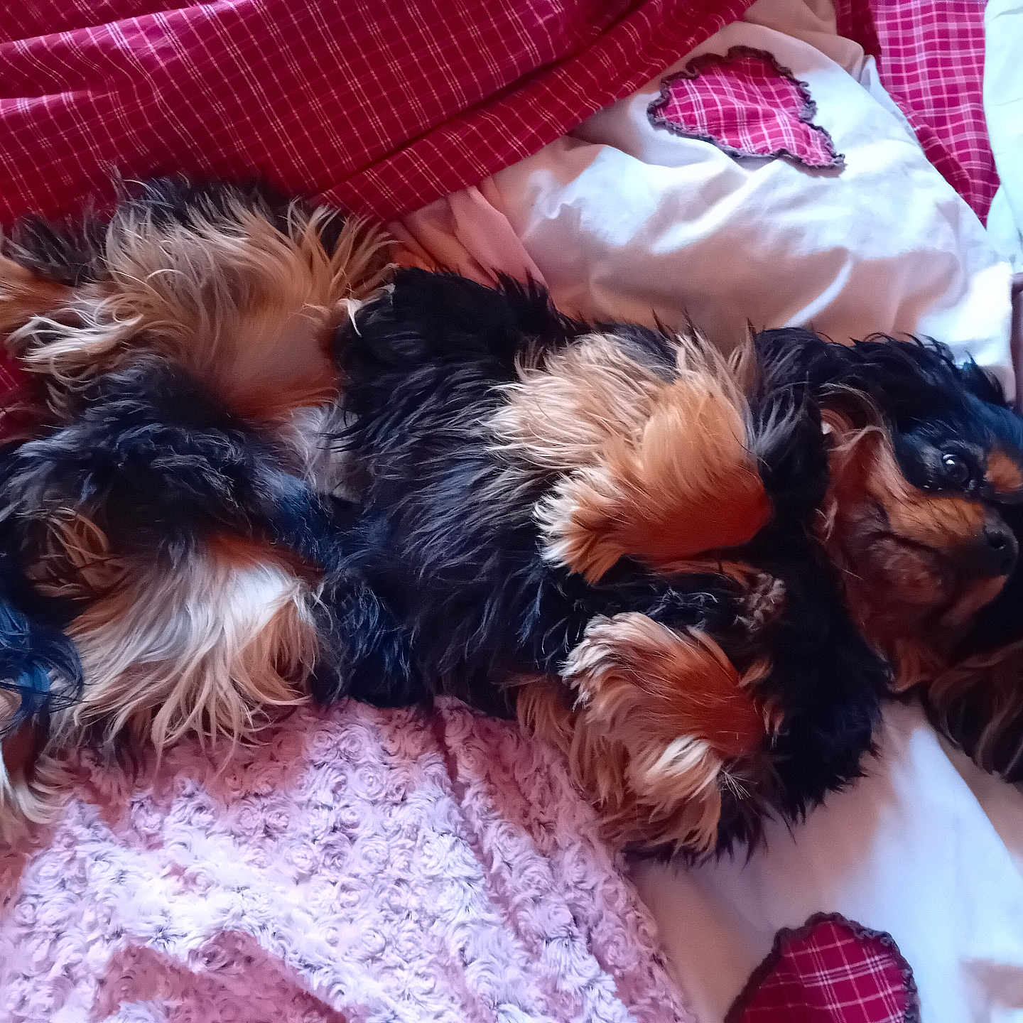 Taïko a rejoint le concours — aidez-le/la à gagner de superbes lots ! animal, bed, bedroom, blanket, canine, cat, cockerspaniel, couch, dog, furniture, hound, indoors, kitten, papillon, person, pet, puppy, room, sleeping, terrier