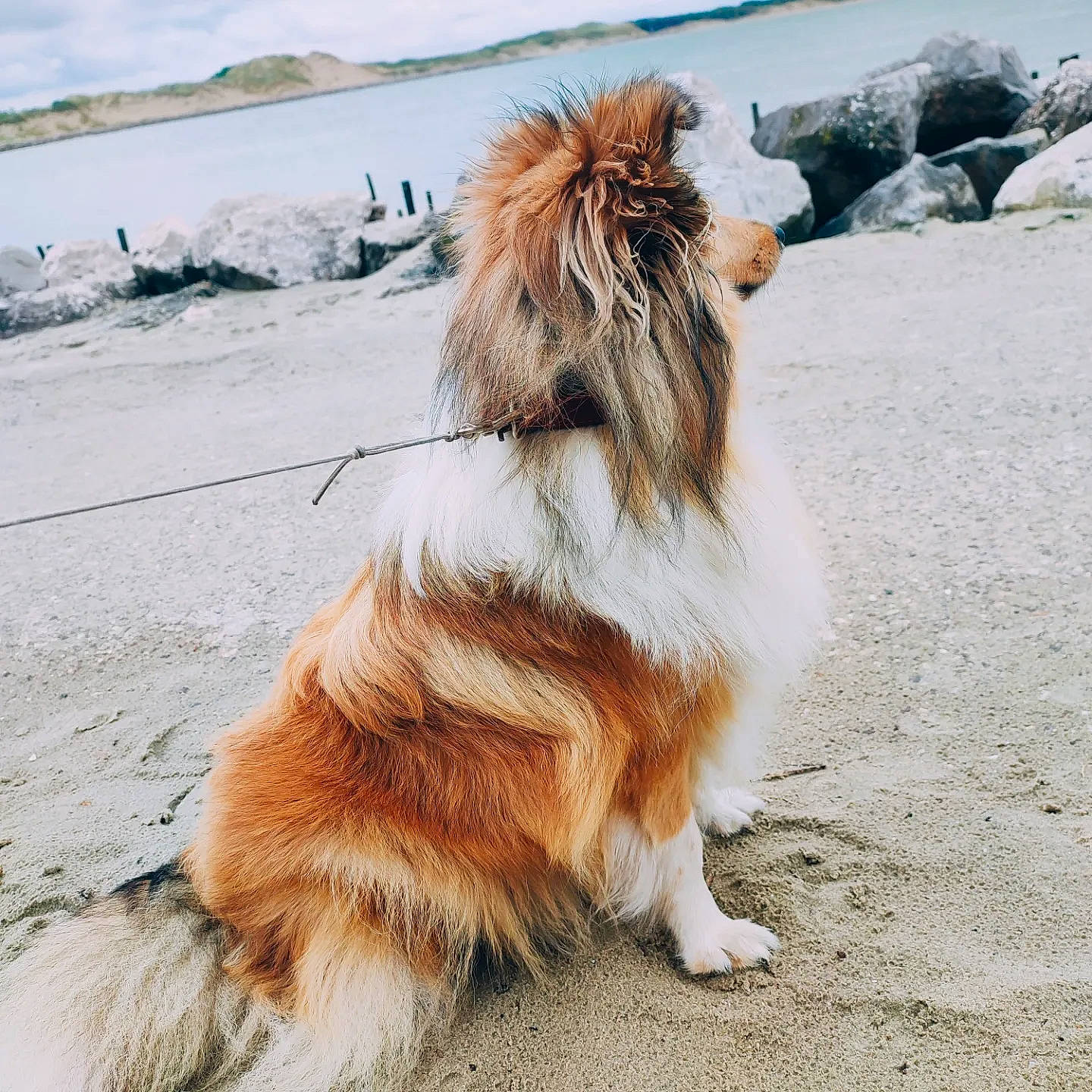 Shelly a rejoint le concours — aidez-le/la à gagner de superbes lots ! canidae, carnivore, cloud, companion_dog, dog, dog_breed, fawn, fur, herding_dog, liver, sky, sporting_group, tail, terrestrial_animal, terrier, walking, wildlife, working_dog