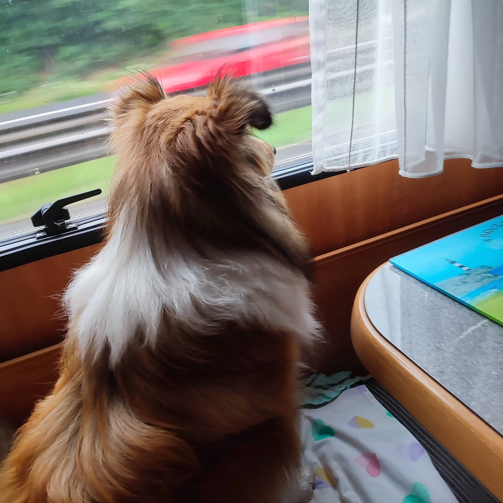 Shelly a rejoint le concours — aidez-le/la à gagner de superbes lots ! carnivore, collie, companion_dog, dog, dog_breed, dog_sports, fawn, felidae, fur, hardwood, liver, rough_collie, scotch_collie, shetland_sheepdog, snout, spitz, toy_dog, whiskers, window, wood