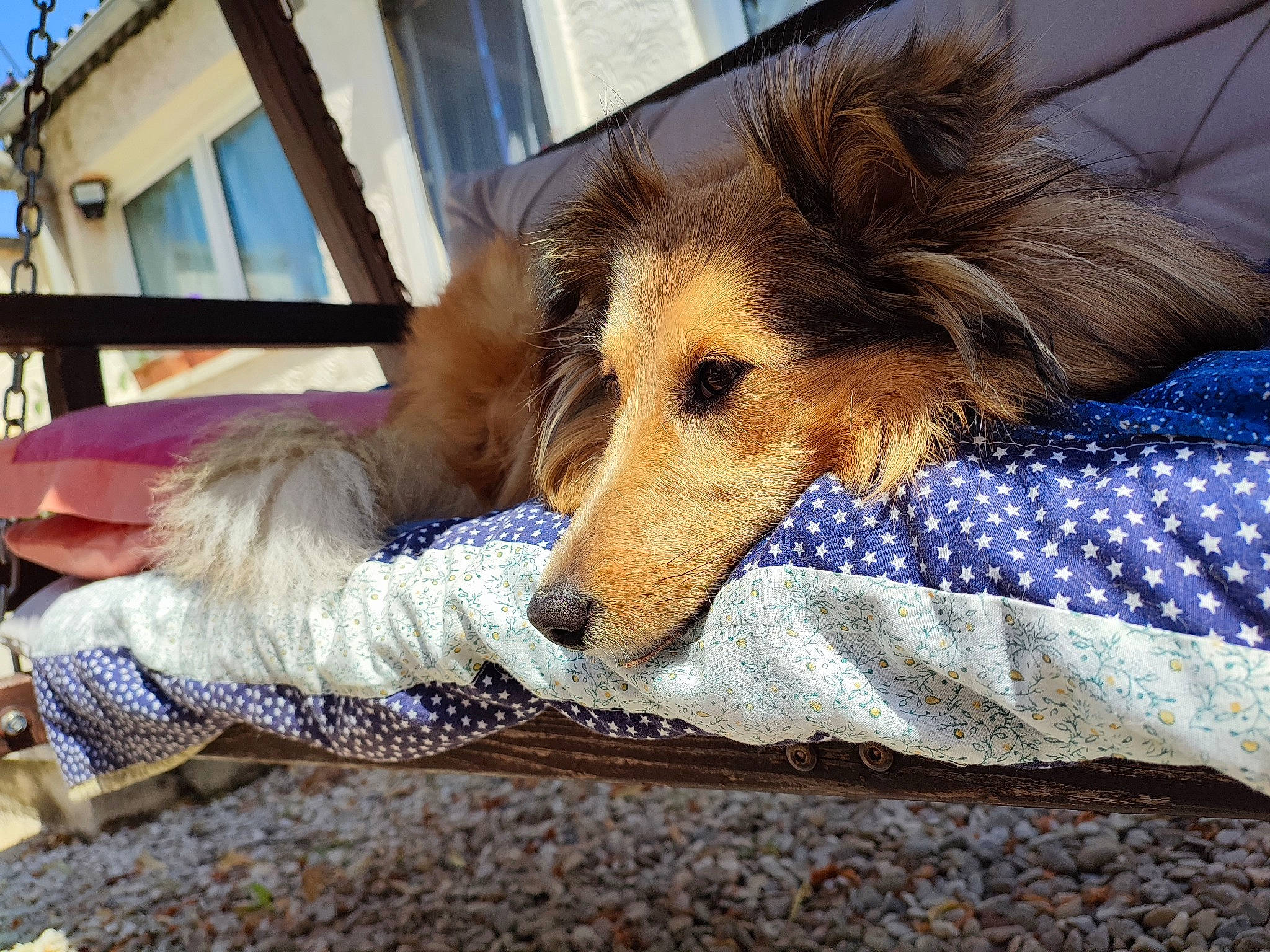 Shelly participe au concours pour gagner de l'argent avec cette photo : borzoi, canidae, carnivore, companion_dog, dog, dog_breed, fawn, flooring, fur, herding_dog, paw, rough_collie, shetland_sheepdog, sighthound, silken_windhound, sporting_group, terrestrial_animal, wood, working_dog