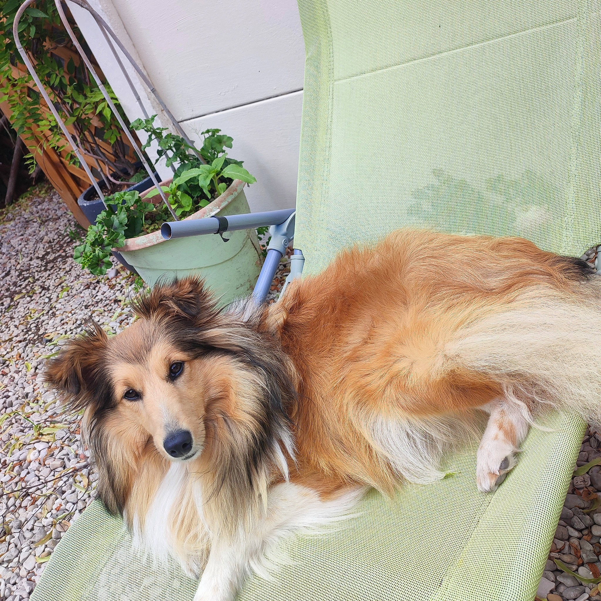 Shelly a rejoint le concours — aidez-le/la à gagner de superbes lots ! canidae, carnivore, chair, companion_dog, dog, dog_breed, fawn, flooring, flowerpot, fur, hardwood, herding_dog, liver, plant, rough_collie, sporting_group, tail, toy_dog, whiskers, working_dog
