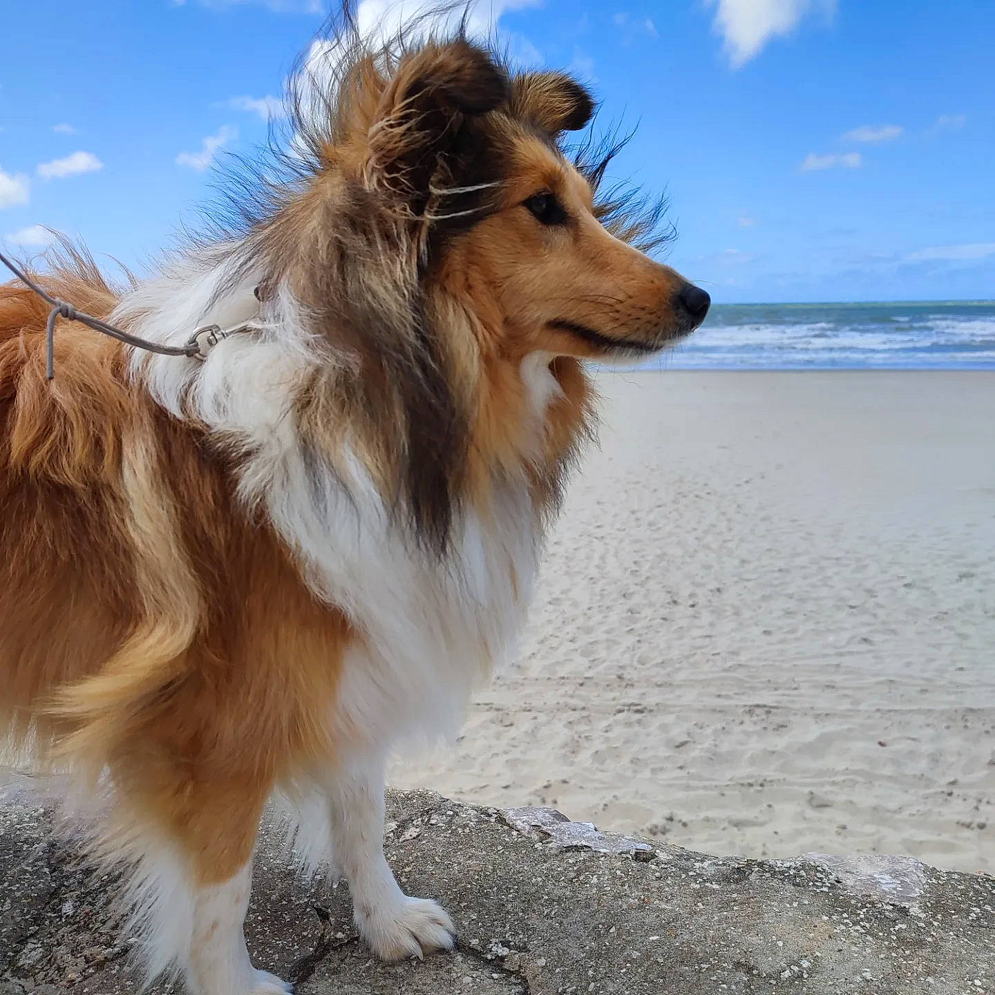 Shelly participe au concours pour gagner de l'argent avec cette photo : beach, canidae, carnivore, cloud, collie, companion_dog, dog, dog_breed, fawn, fur, herding_dog, rough_collie, scotch_collie, shetland_sheepdog, sky, snout, sporting_group, water, whiskers, wind_wave