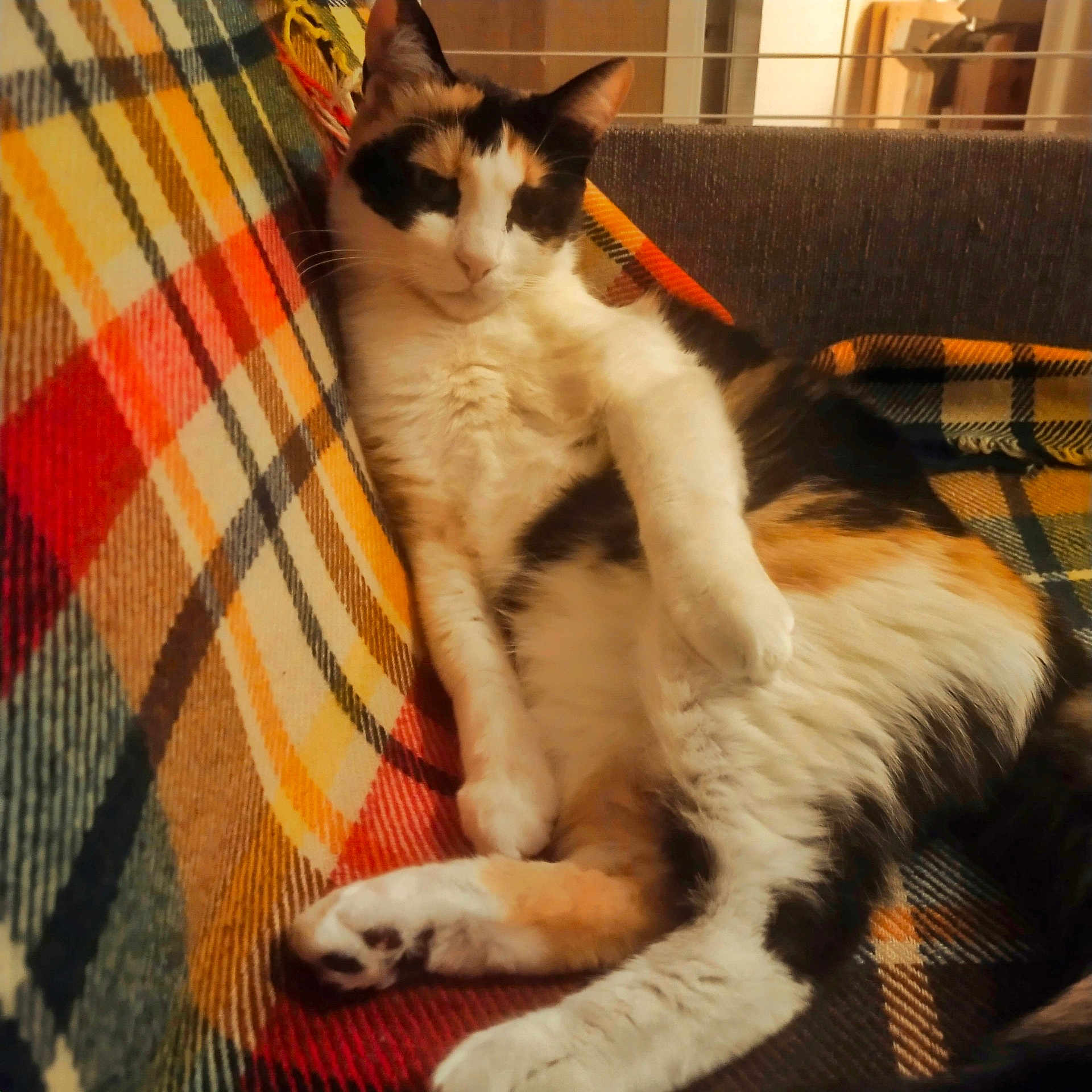 Chabrina participe au concours pour gagner de l'argent avec cette photo : abyssinian, animal, bed, blanket, cat, chair, couch, cushion, furniture, homedecor, indoors, kitten, linen, manx, person, pet, quilt, siamese, sleeping, towel