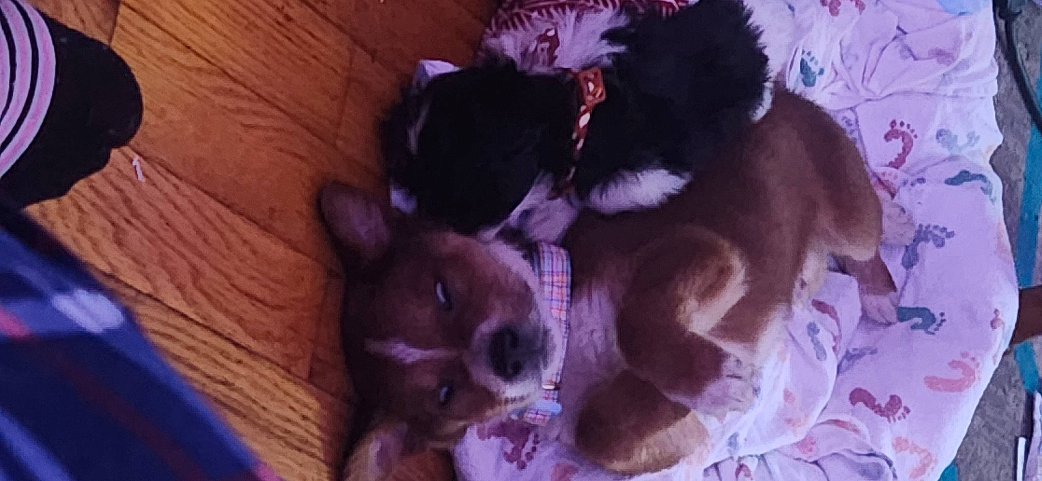 Minnie joined the competition — help win amazing prizes! canidae, carnivore, companion_dog, dog, dog_breed, dog_supply, fawn, felidae, fur, non_sporting_group, paw, pet_supply, puppy, schnauzer, snout, sporting_group, tail, toy_dog, whiskers, working_animal