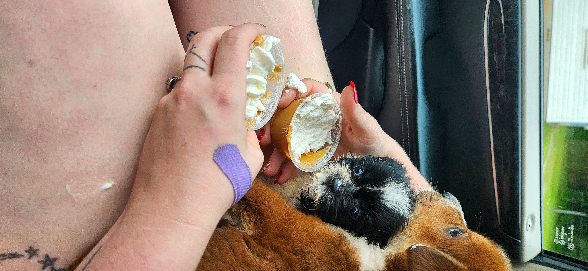 Minnie joined the competition — help win amazing prizes! comfort_food, companion_dog, cuisine, dish, eating, fashion_accessory, finger, finger_food, food, food_craving, fur, gesture, guinea_pig, hand, human_leg, junk_food, nail, sweetness, thumb, wrist
