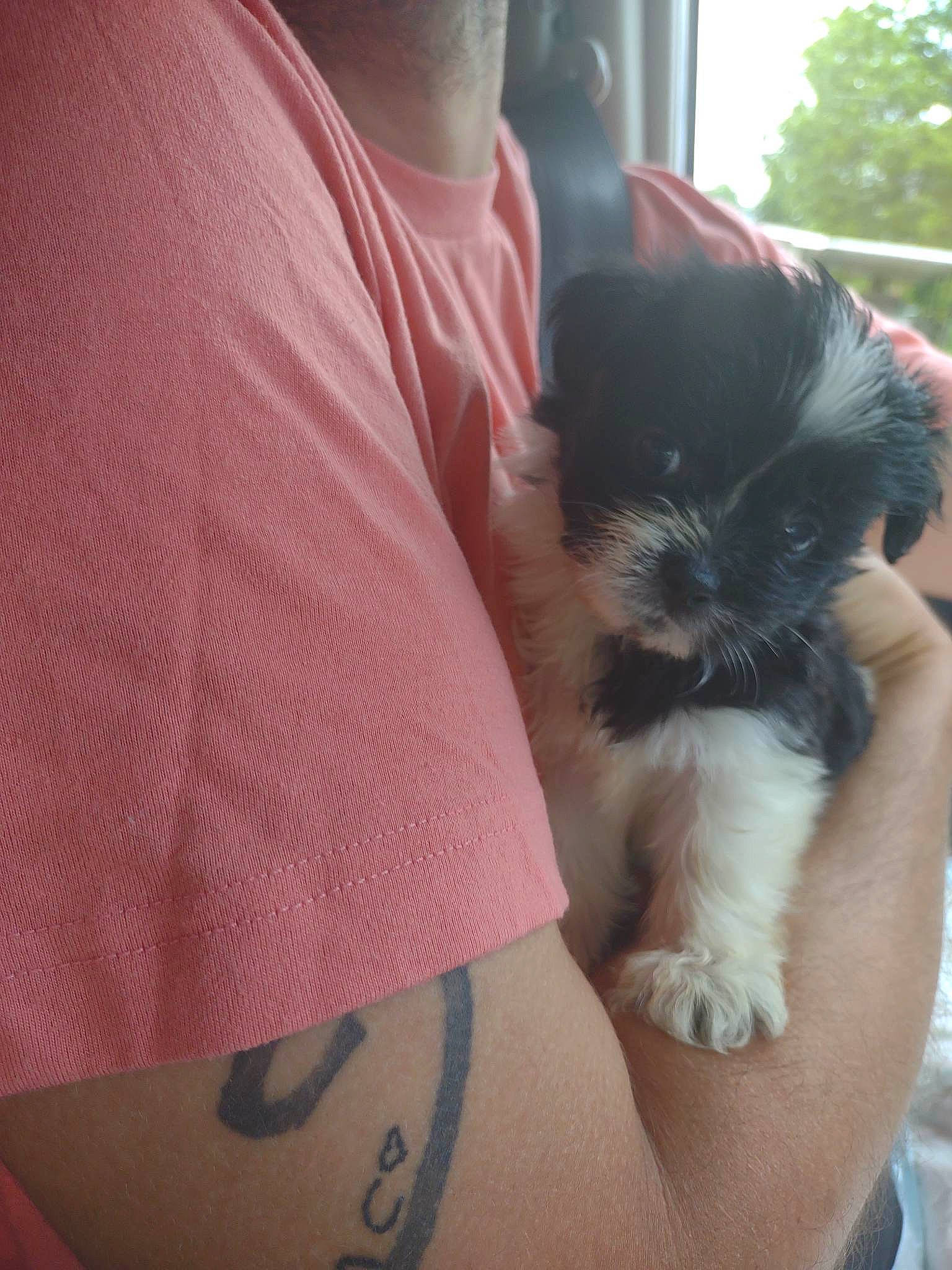 Minnie joined the competition — help win amazing prizes! canidae, carnivore, chest, companion_dog, dog, dog_breed, elbow, eyewear, fawn, felidae, flesh, fur, human_leg, pattern, small_to_medium_sized_cats, snout, sporting_group, toy_dog, whiskers, wrist