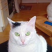 Chippie a rejoint le concours — aidez-le/la à gagner de superbes lots ! cat, white_cat, green_eyes, black_patch, indoor, kitchen, floor, furniture, pet, animal, portrait, looking_at_camera, domestic_cat, cute, whiskers, ears, fur, sitting, closeup, household