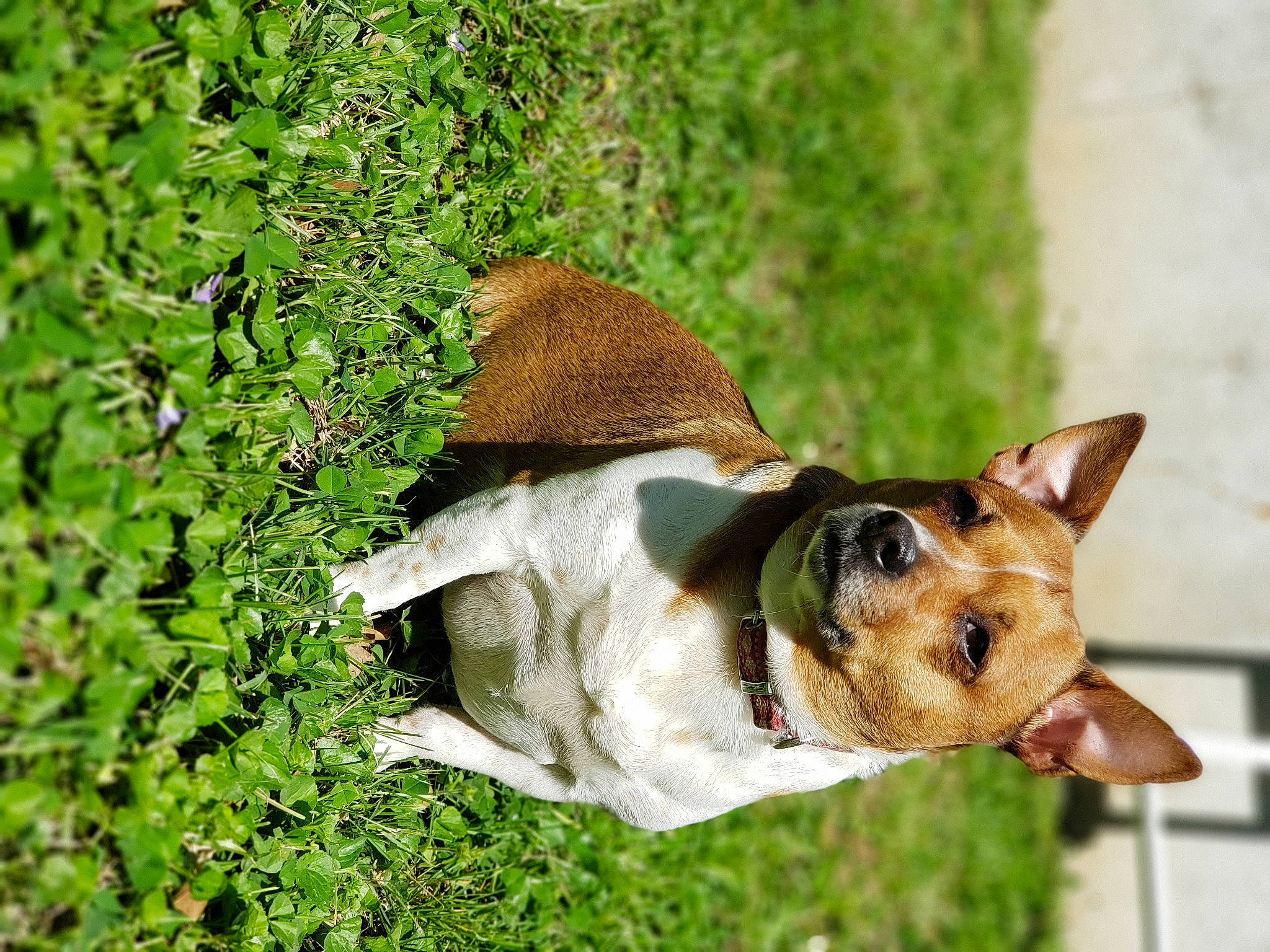 Butch is registered to the contest to win money with this photo: canidae, carnivore, collar, companion_dog, dog, dog_breed, dog_collar, dog_supply, fawn, grass, groundcover, leash, pet_supply, plant, sporting_group, tail, terrier, toy_dog, whiskers, working_animal