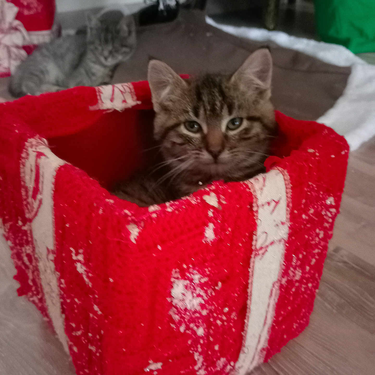 Vaillant participe au concours pour gagner de l'argent avec cette photo : abyssinian, animal, architecture, basket, bed, box, building, cat, couch, den, furniture, hardwood, indoors, kitten, livingroom, manx, pet, plant, room, wood