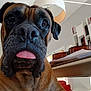 Yoko participe au concours pour gagner de l'argent avec cette photo : dog, brown_dog, close_up, tongue_out, indoor, living_room, lamp, bookshelf, guitar, table, pet, canine, furniture, modern_interior, house, animal, cute, muzzle, portrait, domestic_animal