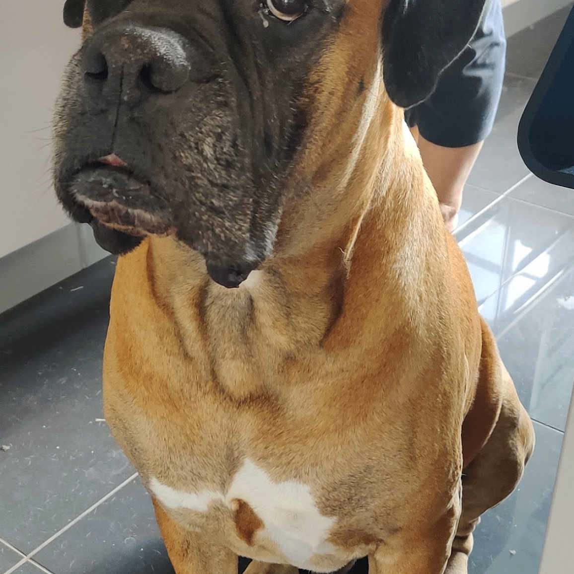 Yoko participe au concours pour gagner de l'argent avec cette photo : animal, brown_fur, canine, companion, dog, domestic, ears, expression, face, floor, home, human_leg, indoor, light, pet, shadow, sitting, tile, waiting, white_patch