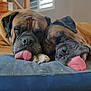 dog, pet, sleeping, tongue_out, bed, indoor, cozy, brown, animal, resting, cute, companions, furniture, paw, window, stairs, relaxation, canine, domestic, nap