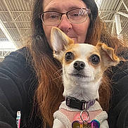Precious Princess joined the competition — help win amazing prizes! animal, closeup, collar, cute, dog, face, glasses, happy, indoor, long_hair, looking_at_camera, person, pet, pink_sweater, portrait, shopping_cart, small_dog, store, tag, woman